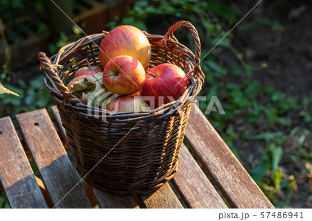 Fresh ripe apples in a basket, outdoors Fresh ripe apples in a basket, outdoors 57486941