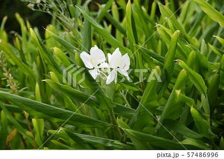 ジンジャーリリー 57486996