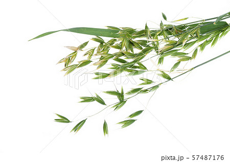 Unripe green Oat ears (Avena sativum), isolated on Unripe green Oat ears (Avena sativum), isolated on 57487176