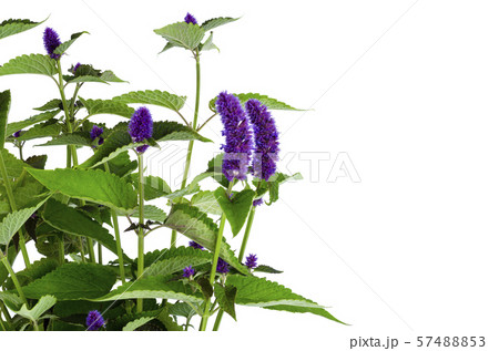 Bunch of fresh aromatic herbs with blue Bunch of fresh aromatic herbs with blue 57488853