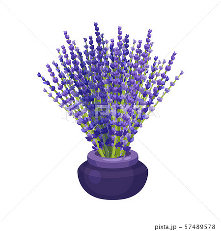 lavender vase