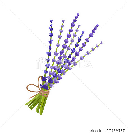 Bouquet of blue lavender. Vector illustration on a white background. 57489587