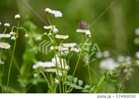ヒメウラナミジャノメとハルジオン ヒメウラナミジャノメとハルジオン 57490050