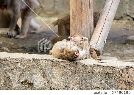 ニホンザルの子ども 多摩動物公園 57490196