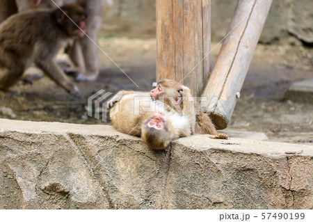 ニホンザルの子ども 多摩動物公園 ニホンザルの子ども 多摩動物公園 57490199