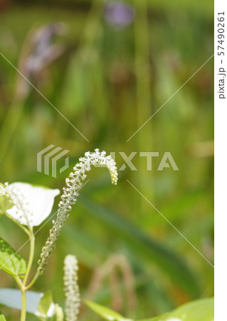 ハンゲショウの花 57490261