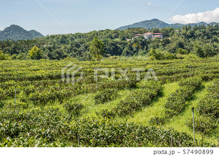rural scenery of tea farm at Yuchi 57490899