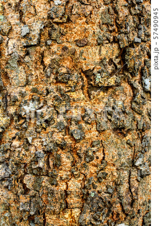 bark of tree texture bark of tree texture 57490945