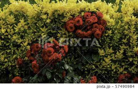 黄金マサキと赤いバラ 57490984