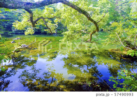 夏の母沼 57490993