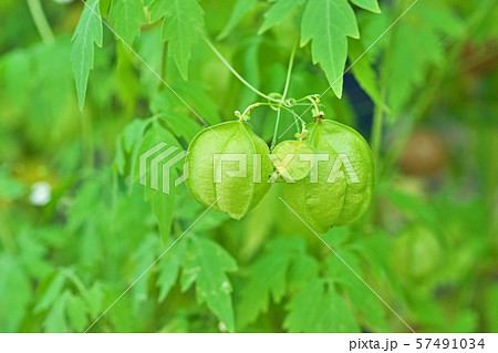 丸くなったフウセンカズラの実 丸くなったフウセンカズラの実 57491034