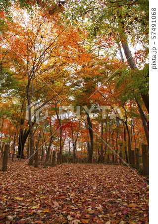 平林寺境内林 平林寺境内林 57491068
