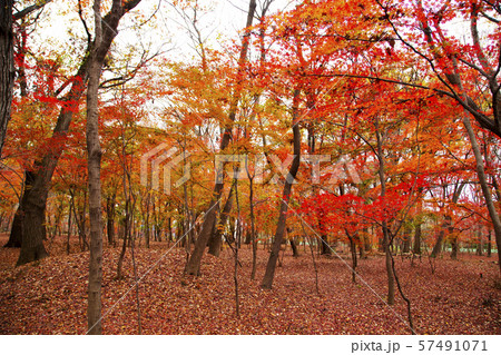 平林寺境内林 平林寺境内林 57491071