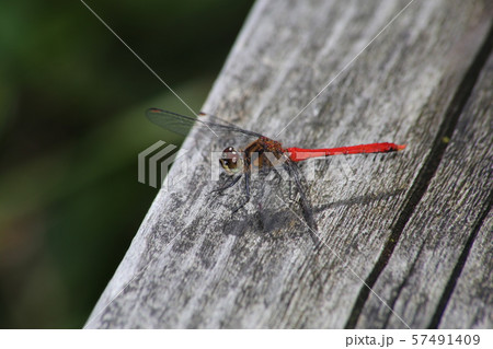 マユタテアカネ 57491409