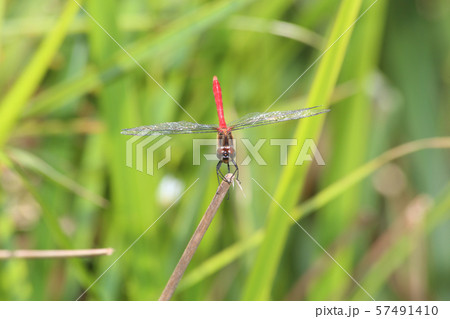 マユタテアカネ 57491410