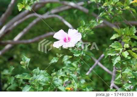 ムクゲの花 ムクゲの花 57491553