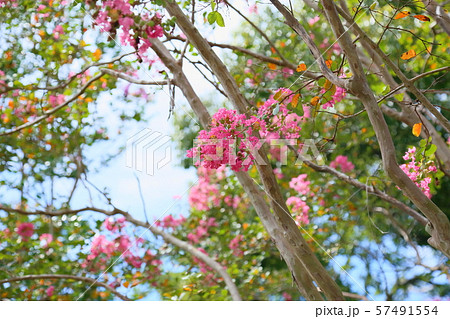 サルスベリの花 サルスベリの花 57491554