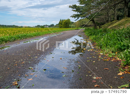 雨上がりの道 57491790