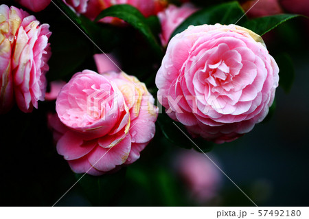 雨上りの椿　王昭君の花 57492180