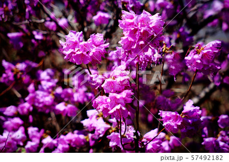 トウゴクミツバツツジの花 57492182
