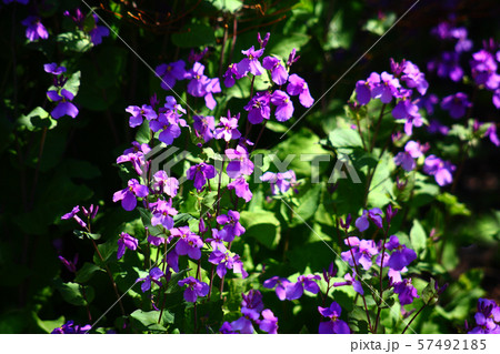 オオアラセイトウの花 57492185