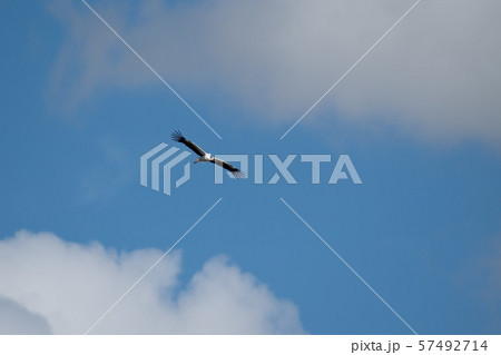 大空を舞うコウノトリ♪ 大空を舞うコウノトリ♪ 57492714