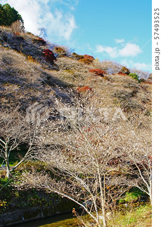 小原四季桜 紅葉 桜 愛知県 小原四季桜 紅葉 桜 愛知県 57493525