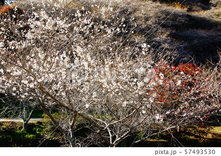 小原四季桜　紅葉　桜　愛知県 57493530