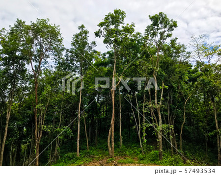 Forest landscape with trees growing at the Forest landscape with trees growing at the 57493534
