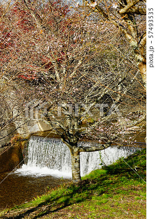小原四季桜 紅葉 桜 愛知県 小原四季桜 紅葉 桜 愛知県 57493535