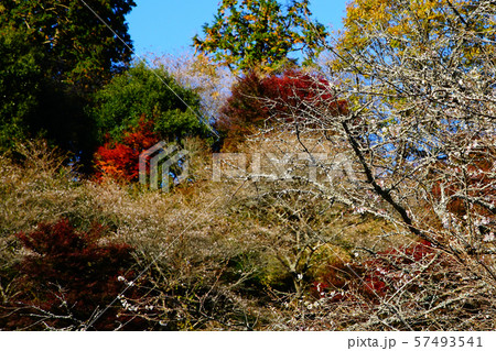 小原四季桜　紅葉　桜　愛知県 57493541