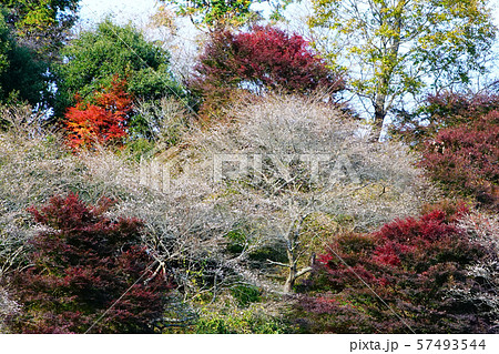 小原四季桜　紅葉　桜　愛知県 57493544