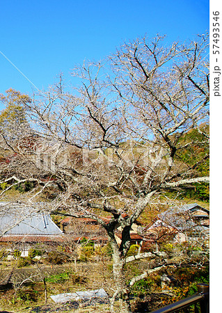 小原四季桜 紅葉 桜 愛知県 小原四季桜 紅葉 桜 愛知県 57493546