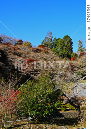 小原四季桜 紅葉 桜 愛知県 小原四季桜 紅葉 桜 愛知県 57493548