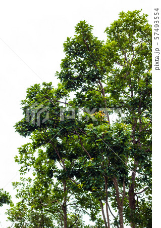 green tree leaves and branches isolated on white green tree leaves and branches isolated on white 57493554