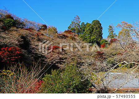 小原四季桜 紅葉 桜 愛知県 小原四季桜 紅葉 桜 愛知県 57493555