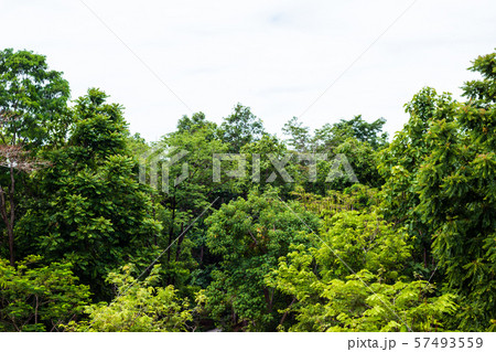 green tree leaves and branches isolated on white green tree leaves and branches isolated on white 57493559