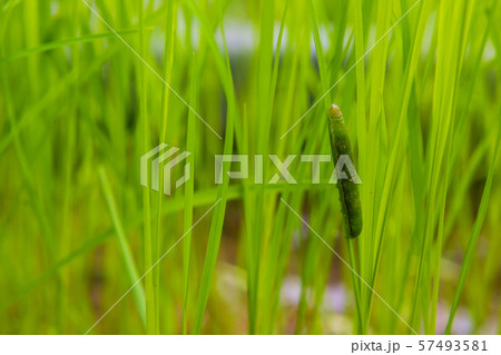 fall armyworm Spodoptera frugiperda on rice leaf. 57493581