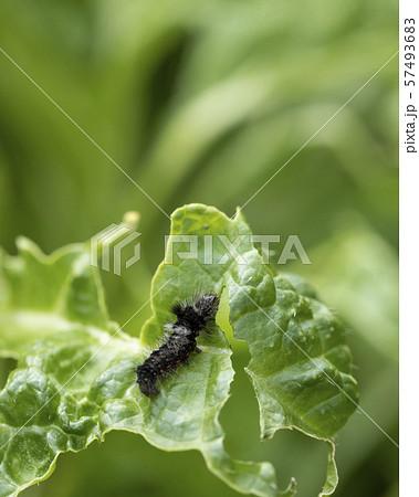 白菜を食べる毛虫の写真素材