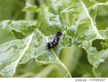 白菜を食べる毛虫 57493687