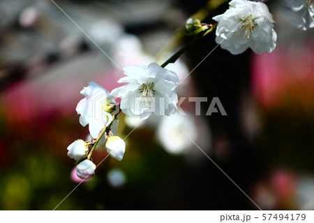 花桃の花 源平枝垂れ 花桃の花 源平枝垂れ 57494179