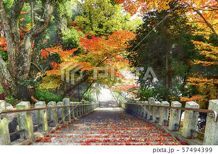 紅葉 参道 石段 神社のイラスト素材