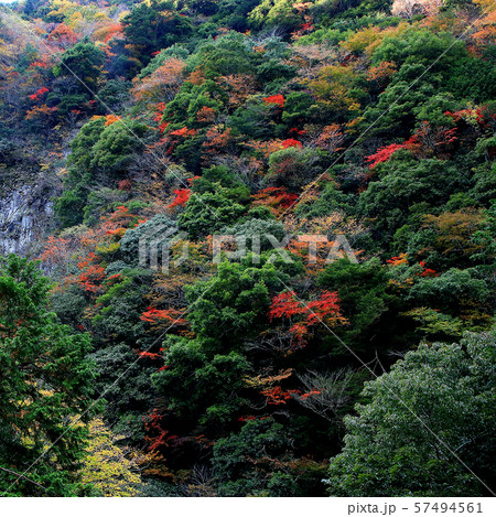 香落渓 紅葉 三重県 香落渓 紅葉 三重県 57494561