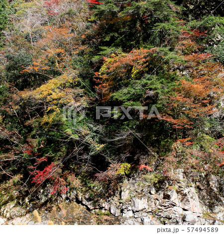 香落渓 紅葉 三重県の写真素材