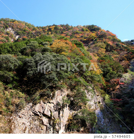 香落渓 紅葉 三重県 香落渓 紅葉 三重県 57494605