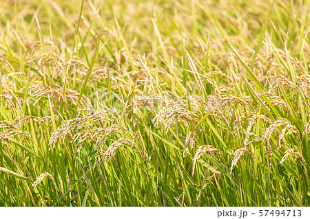 見沼田んぼ 実った稲と収穫の秋の写真素材