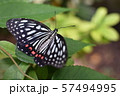 夏のアゲハ蝶 57494995