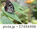 夏のアゲハ蝶 57494996