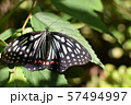 夏のアゲハ蝶 57494997