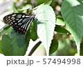 夏のアゲハ蝶 57494998